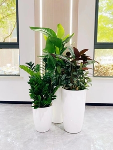 宁波鄞州绿植租赁设计，打造独特办公绿色风景线